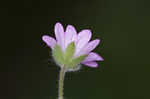 Dovefoot geranium